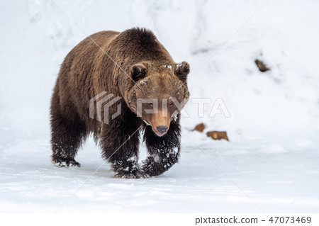 Big brown bear in winter forest Big brown bear in winter forest 47073469