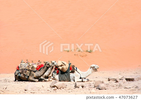 Camels in Wadi Rum desert, Jordan 47073627