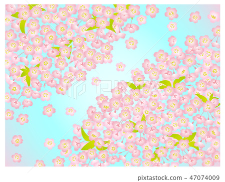 Cherry blossom background pink leaves blue sky Cherry blossom background pink leaves blue sky 47074009