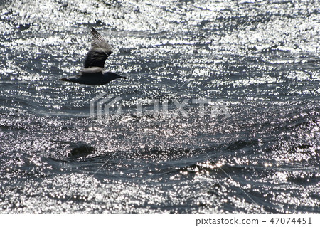 海鳥 47074451