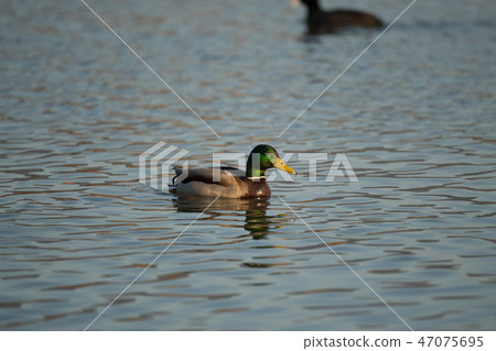 Mallard male swimming in the water 47075695