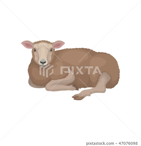 Cute young sheep lying on the ground. Domestic animal with brown woolly coat. Livestock farming Cute young sheep lying on the ground. Domestic animal with brown woolly coat. Livestock farming 47076098