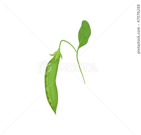 Pod of ripe green peas hanging on thin stalk with leaf. Natural and healthy food. Organic product 47076288