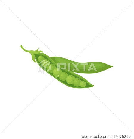 Open and closed pod of green peas. Agricultural crop. Ripe vegetable. Food theme. Flat vector design Open and closed pod of green peas. Agricultural crop. Ripe vegetable. Food theme. Flat vector design 47076292