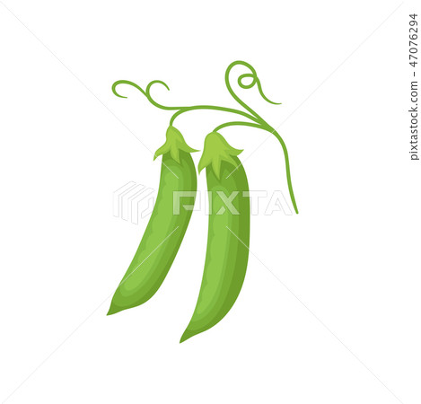 Two pods of green peas hanging on thin stalk. Organic product. Natural food theme. Flat vector Two pods of green peas hanging on thin stalk. Organic product. Natural food theme. Flat vector 47076294