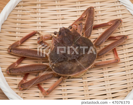 Coconut crab 47076370