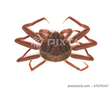 椰子蟹 椰子蟹 47076387