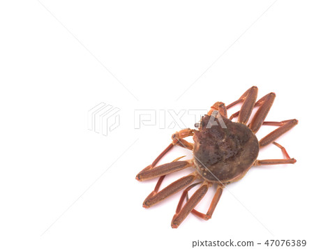 Coconut crab 47076389