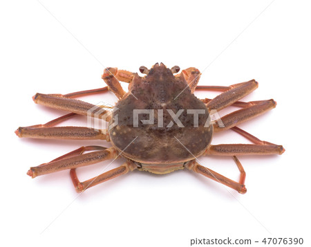 Coconut crab 47076390