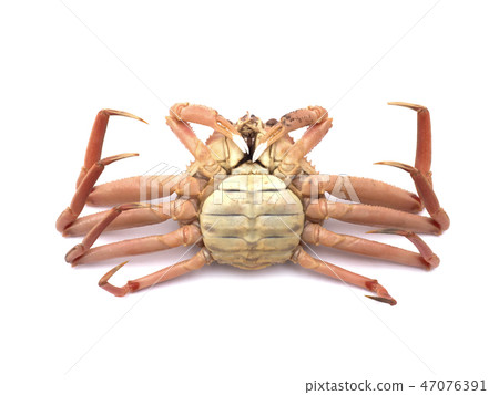 Coconut crab Coconut crab 47076391