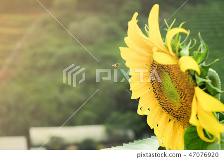 Close up of sunflower in the garden. Close up of sunflower in the garden. 47076920