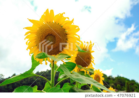 Close up of sunflower against blue sky Close up of sunflower against blue sky 47076921