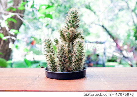 Small cactus in pot, succulents or cactus. 47076976