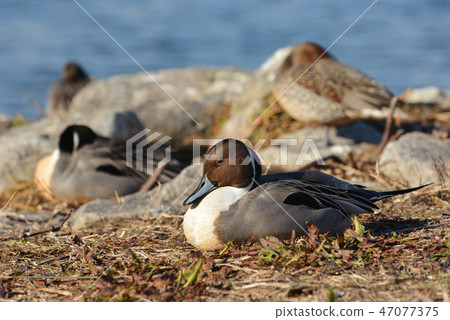 Duck of Lake Biwa, Kusatsu Shinahama 47077375