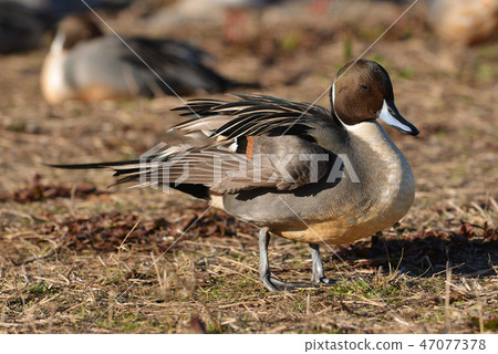 Duck of Lake Biwa, Kusatsu Shinahama 47077378