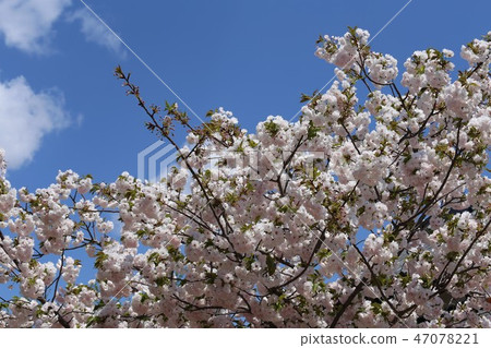 Nara Yae Cherry blossoms Nara Yae Cherry blossoms 47078221