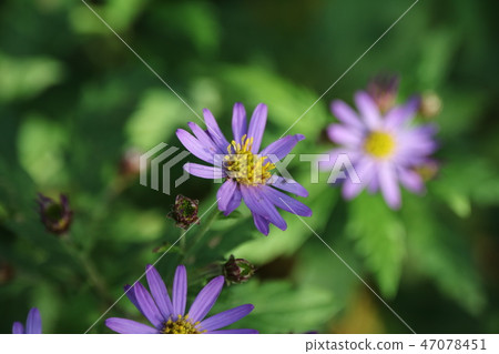 菊花 47078451