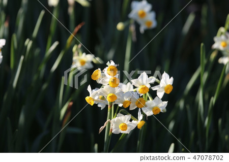 Echizen Narcissus of Echizen Coast 47078702