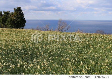 Echizen Narcissus of Echizen Coast Echizen Narcissus of Echizen Coast 47078727