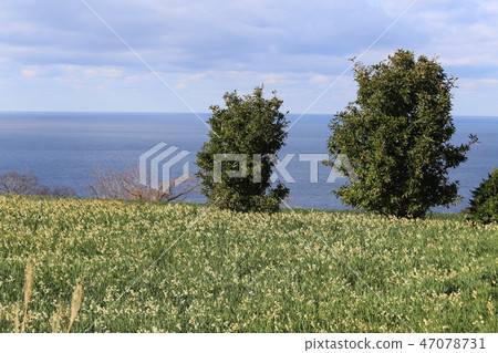 越前海岸的Echizen Narcissus 47078731