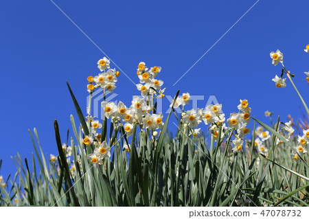 越前海岸的Echizen Narcissus 47078732