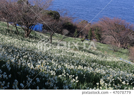 越前海岸的Echizen Narcissus 越前海岸的Echizen Narcissus 47078779