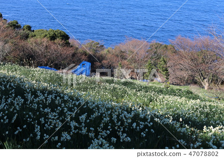 越前海岸的Echizen Narcissus 47078802