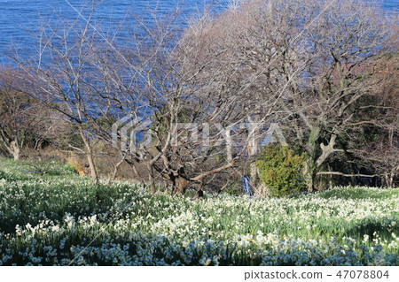 越前海岸的Echizen Narcissus 47078804
