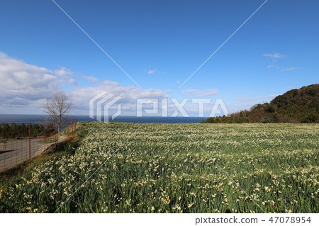 越前海岸的Echizen Narcissus 越前海岸的Echizen Narcissus 47078954