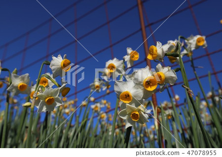 越前海岸的Echizen Narcissus 越前海岸的Echizen Narcissus 47078955