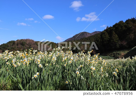 越前海岸的Echizen Narcissus 越前海岸的Echizen Narcissus 47078956