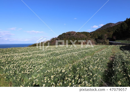 Echizen Narcissus of Echizen Coast 47079057