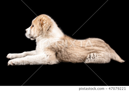 Tartlet cakes - raspberries, blackberries 47079221