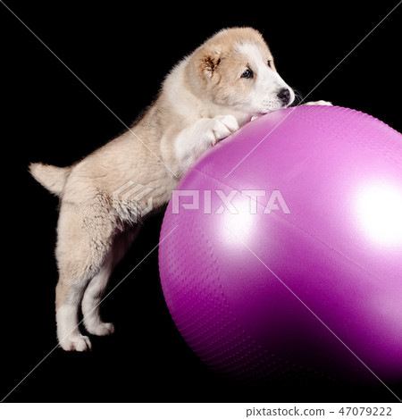 Tartlet cakes - raspberries, blackberries Tartlet cakes - raspberries, blackberries 47079222