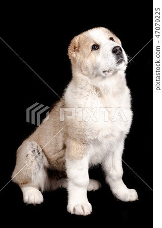 Tartlet cakes - raspberries, blackberries Tartlet cakes - raspberries, blackberries 47079225