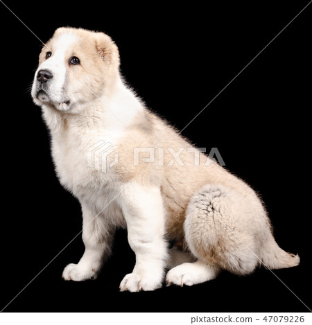 Tartlet cakes - raspberries, blackberries Tartlet cakes - raspberries, blackberries 47079226