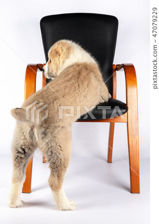 Tartlet cakes - raspberries, blackberries Tartlet cakes - raspberries, blackberries 47079229