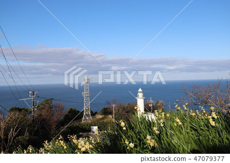 越前海岸的Echizen Narcissus 47079377