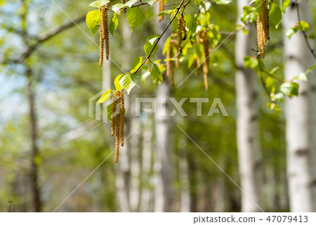 Birch Pollen Pollinosis 47079413