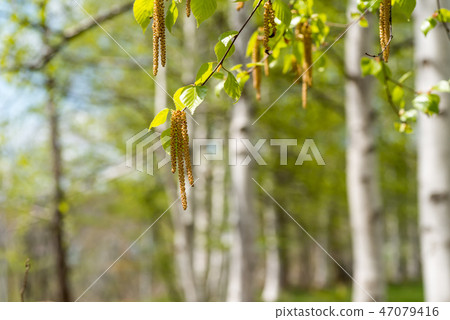 樺樹花粉花粉症 47079416