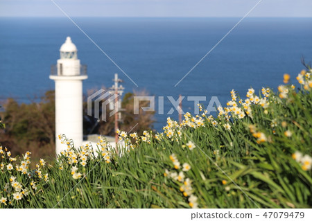 Echizen Narcissus of Echizen Coast 47079479