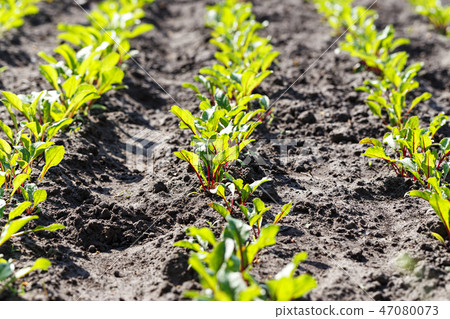 Fresh beets are grown in the garden Fresh beets are grown in the garden 47080073
