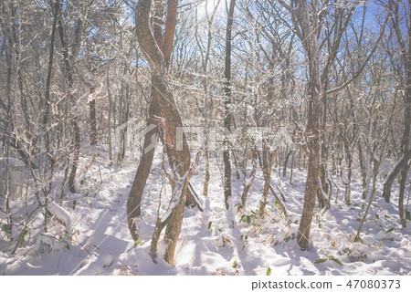 千禧高地和濟州島的冬天 47080373