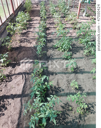 beds of greenery in the greenhouse beds of greenery in the greenhouse 47080424