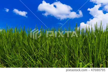 Grass and cloudy sky Grass and cloudy sky 47080795