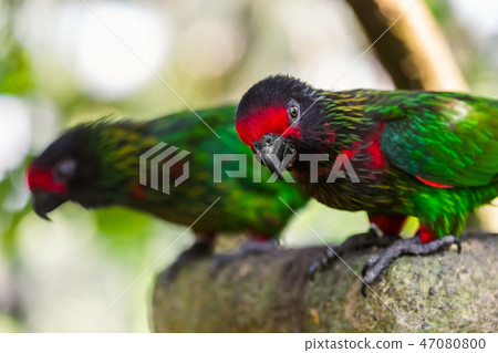 Beautiful bird in Bali Island Indonesia 47080800