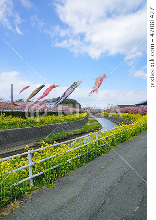 鯉魚飄帶，油菜花和櫻花 47081427