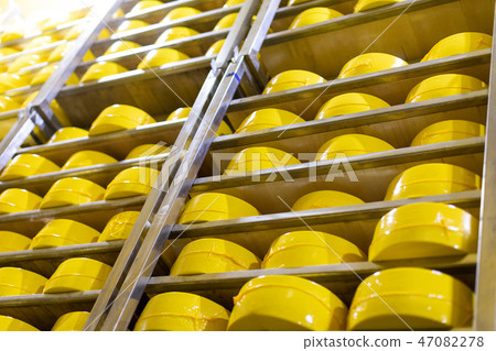 Big heads of yellow fresh cheese in cheese factory background Big heads of yellow fresh cheese in cheese factory background 47082278