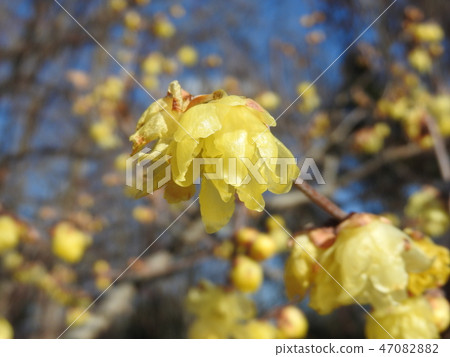 flower of wintersweet flower of wintersweet 47082882