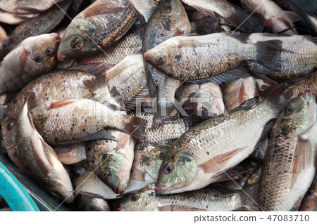 Fish catch. Sargo or white seabream fishes in box Fish catch. Sargo or white seabream fishes in box 47083710